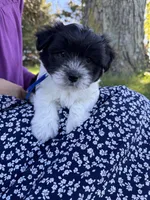 Archie - Coton de Tulear, a male Coton de Tulear for sale in Converse, IN – 2 of 5