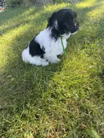 Henry - Coton de Tulear, a male Coton de Tulear for sale in Converse, IN – 8 of 8