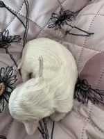 Meadow - Coton de Tulear, a female Coton de Tulear for sale in Converse, IN – 5 of 7
