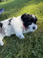 Shirley - Coton de Tulear, a female Coton de Tulear for sale in Converse, IN – 6 of 7