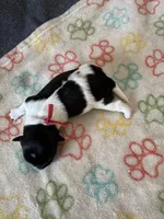 Jazz - Coton de Tulear, a male Coton de Tulear for sale in Converse, IN – 5 of 8