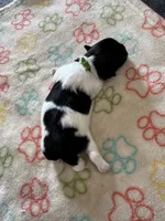 Henry - Coton de Tulear, a male Coton de Tulear for sale in Converse, IN – 2 of 6