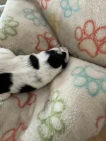 Milo - Coton de Tulear, a male Coton de Tulear for sale in Converse, IN – 3 of 8