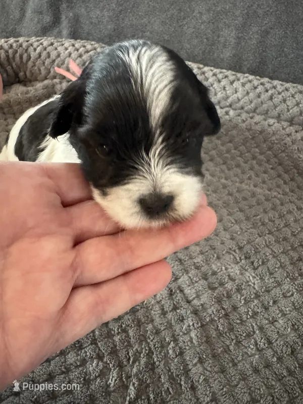 Maple - Coton de Tulear – Coton de Tulear puppy for sale in Converse, IN