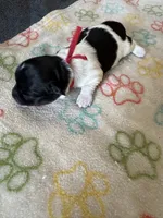 Jazz - Coton de Tulear, a male Coton de Tulear for sale in Converse, IN – 8 of 8
