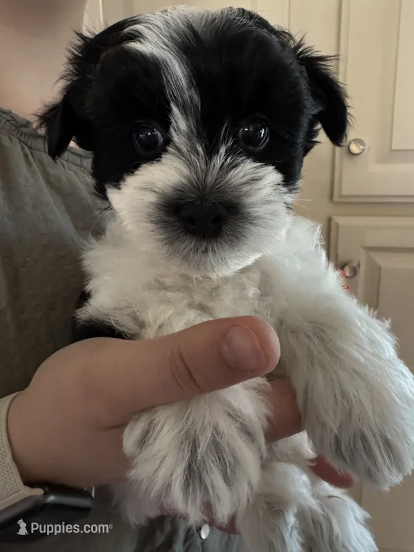 Leo - Coton de Tulear – Coton de Tulear puppy for sale in Converse, IN