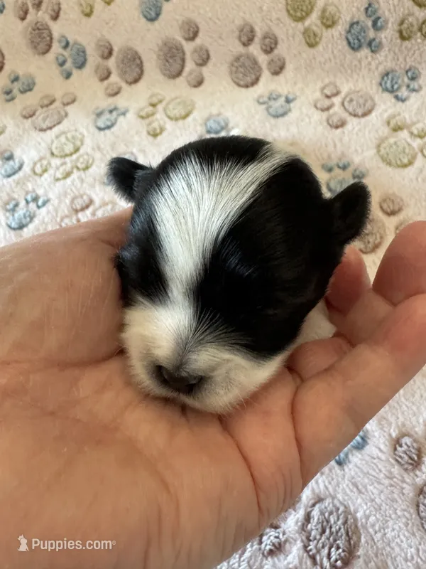 Leo - Coton de Tulear – Coton de Tulear puppy for sale in Converse, IN
