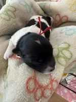 Jazz - Coton de Tulear, a male Coton de Tulear for sale in Converse, IN – 3 of 8