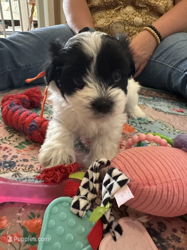 Leo - Coton de Tulear – Coton de Tulear puppy for sale in Converse, IN