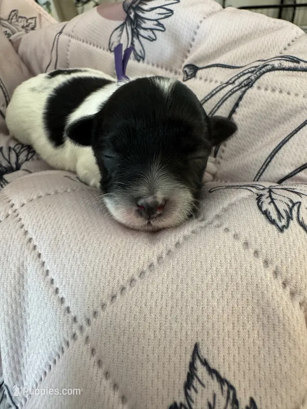 Jazz - Coton de Tulear – Coton de Tulear puppy for sale in Converse, IN