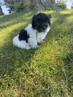 Henry - Coton de Tulear, a male Coton de Tulear for sale in Converse, IN – 6 of 8