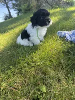 Henry - Coton de Tulear, a male Coton de Tulear for sale in Converse, IN – 7 of 8