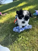 Leo - Coton de Tulear, a male Coton de Tulear for sale in Converse, IN – 4 of 7