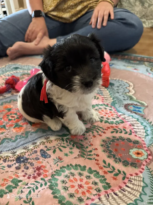 Jazz - Coton de Tulear – Coton de Tulear puppy for sale in Converse, IN