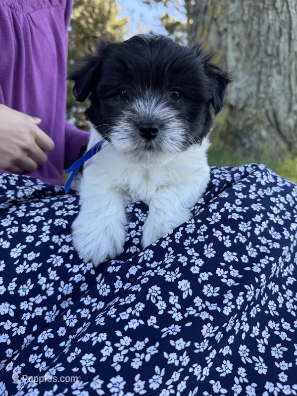 Archie - Coton de Tulear – Coton de Tulear puppy for sale in Converse, IN