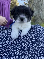 Archie - Coton de Tulear, a male Coton de Tulear for sale in Converse, IN – 1 of 5