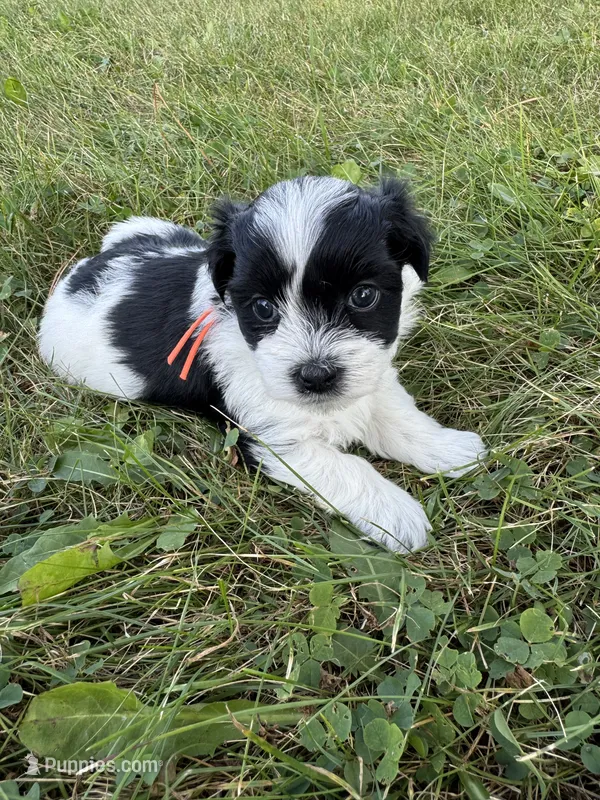 Leo - Coton de Tulear – Coton de Tulear puppy for sale in Converse, IN