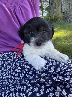 Jazz - Coton de Tulear, a male Coton de Tulear for sale in Converse, IN – 1 of 10