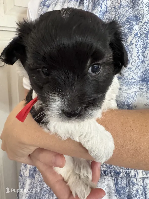 Jazz - Coton de Tulear – Coton de Tulear puppy for sale in Converse, IN