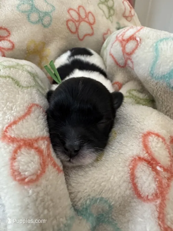 Henry - Coton de Tulear – Coton de Tulear puppy for sale in Converse, IN