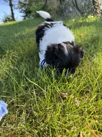 Archie - Coton de Tulear, a male Coton de Tulear for sale in Converse, IN – 5 of 5