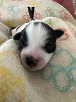 Milo - Coton de Tulear, a male Coton de Tulear for sale in Converse, IN – 2 of 8