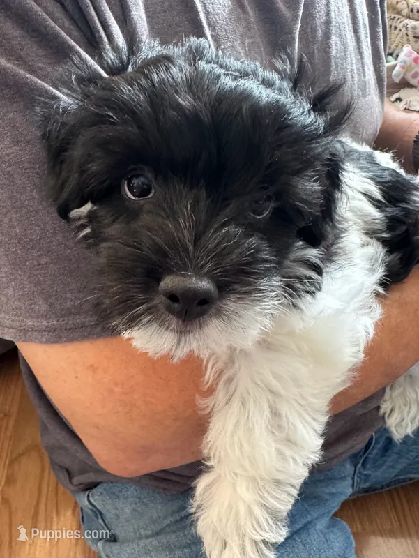 Henry - Coton de Tulear – Coton de Tulear puppy for sale in Converse, IN