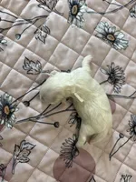Meadow - Coton de Tulear, a female Coton de Tulear for sale in Converse, IN – 7 of 7