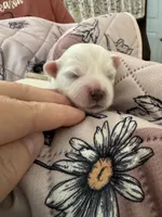 Meadow - Coton de Tulear, a female Coton de Tulear for sale in Converse, IN – 2 of 7
