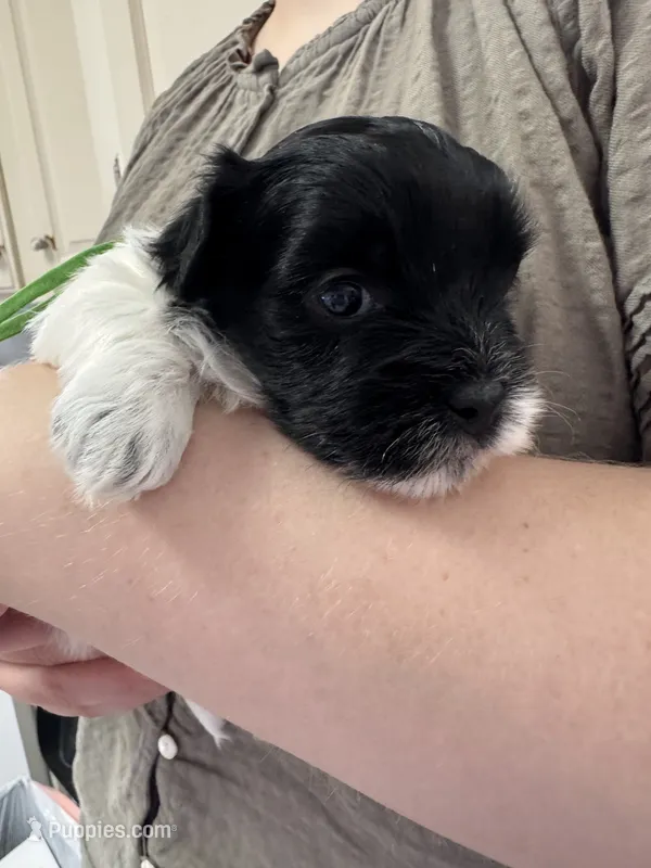 Henry - Coton de Tulear – Coton de Tulear puppy for sale in Converse, IN