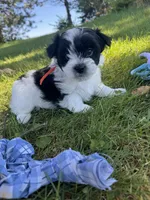 Leo - Coton de Tulear, a male Coton de Tulear for sale in Converse, IN – 2 of 7