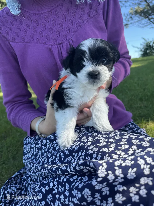 Leo - Coton de Tulear – Coton de Tulear puppy for sale in Converse, IN