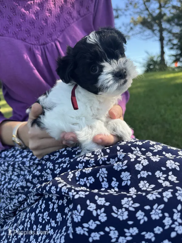 Shirley - Coton de Tulear – Coton de Tulear puppy for sale in Converse, IN