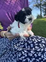 Shirley - Coton de Tulear, a female Coton de Tulear for sale in Converse, IN – 1 of 7