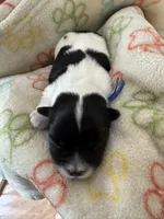 Archie - Coton de Tulear, a male Coton de Tulear for sale in Converse, IN – 2 of 7