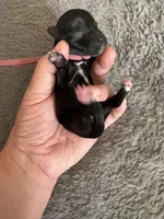 Olga, a female Coton de Tulear for sale in Converse, IN – Photo 2 of 3