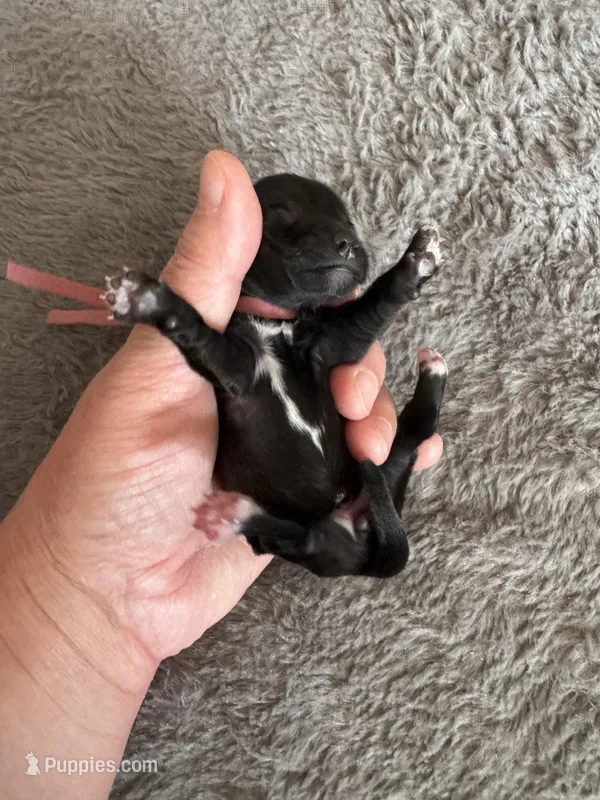 Olga – Coton de Tulear puppy for sale in Converse, IN