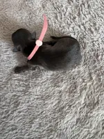 Olga, a female Coton de Tulear for sale in Converse, IN – Photo 3 of 3