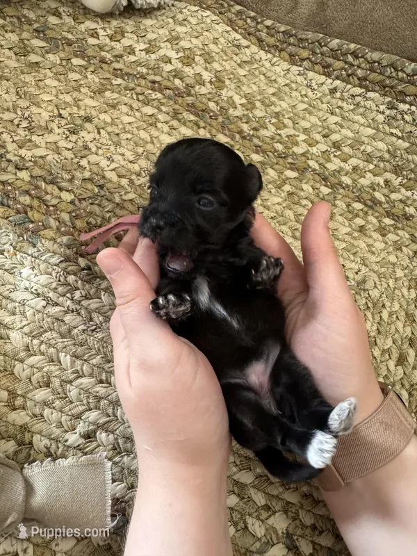 Olga – Coton de Tulear puppy for sale in Converse, IN