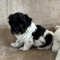 processed/19a3dd6b-cb2f-4a41-8297-8582d146fafa/listing/8e97cee7-81bf-4d64-839a-8a963bee8485/39b018df-e32a-4dfd-8c9a-fb85fddcf700