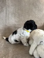 processed/19a3dd6b-cb2f-4a41-8297-8582d146fafa/listing/8e97cee7-81bf-4d64-839a-8a963bee8485/e802d157-891e-4735-b534-99819ad18576