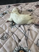 Meadow - Coton de Tulear, a female Coton de Tulear for sale in Converse, IN – 4 of 7