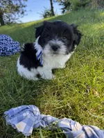 Archie - Coton de Tulear, a male Coton de Tulear for sale in Converse, IN – 4 of 5