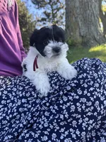 Shirley - Coton de Tulear, a female Coton de Tulear for sale in Converse, IN – 2 of 7