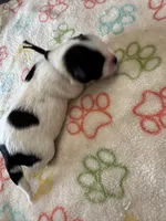 Milo - Coton de Tulear, a male Coton de Tulear for sale in Converse, IN – 6 of 8