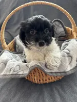 processed/19a3dd6b-cb2f-4a41-8297-8582d146fafa/listing/a08d1bbd-5274-4a0e-9702-b74abf592ca8/ca77a088-57c9-4ea5-914b-b2f7e359ac1e