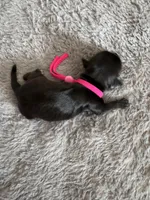 Lulu, a female Coton de Tulear for sale in Converse, IN – Photo 3 of 4