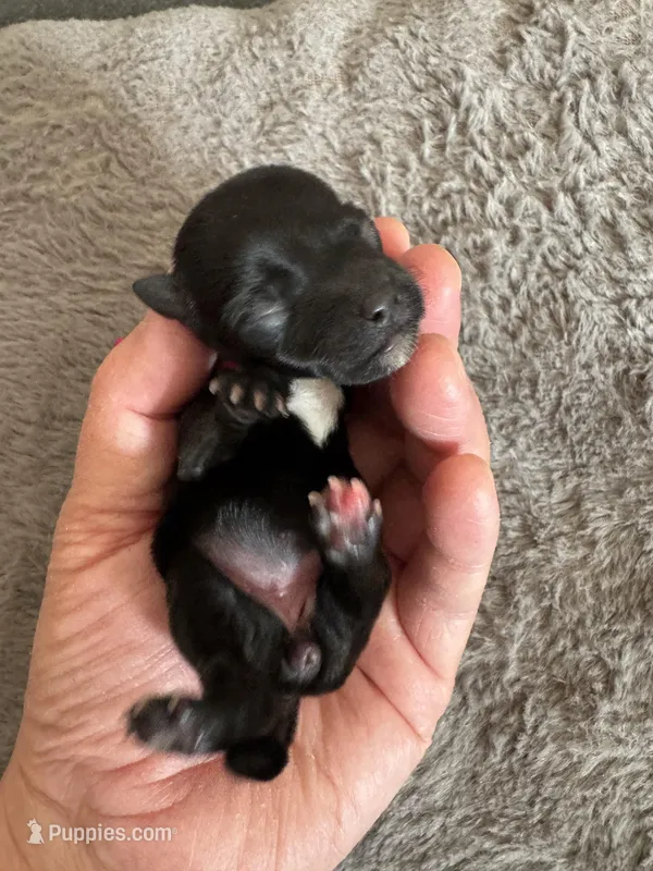 Lulu – Coton de Tulear puppy for sale in Converse, IN