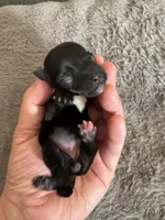 Lulu, a female Coton de Tulear for sale in Converse, IN – Photo 1 of 4