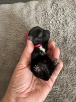 Lulu, a female Coton de Tulear for sale in Converse, IN – Photo 2 of 4